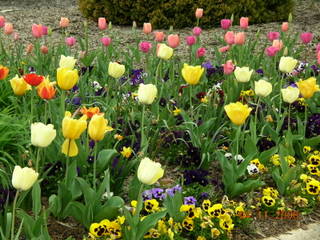 Blue Ridge Tulips